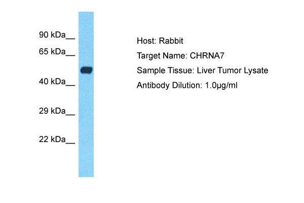 1 - CHRNA7 Antibody - C-terminal region AI11002