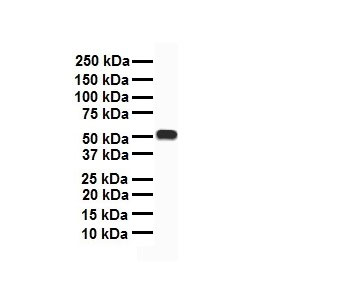 1 - CHRNA7 Antibody - C-terminal region AI11002