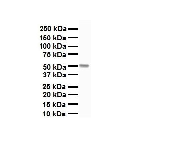 1 - CHRNA7 Antibody - C-terminal region AI11002