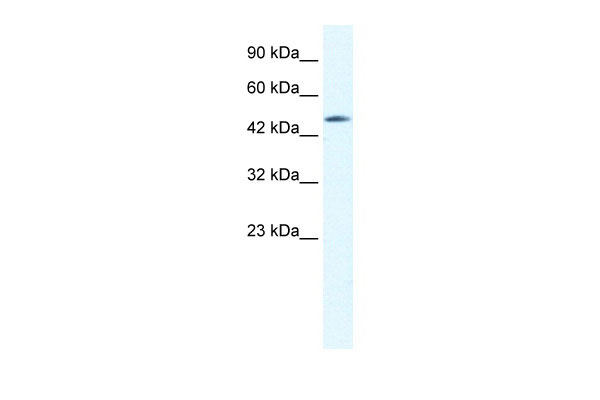 1 - CX40.1 antibody - C-terminal region AI11008