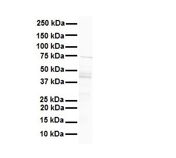 1 - MCM9 antibody - N-terminal region AI11012