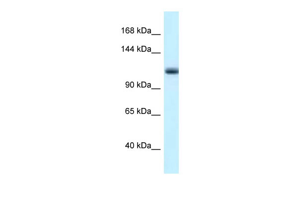 1 - Mcm10 antibody - N-terminal region AI11014