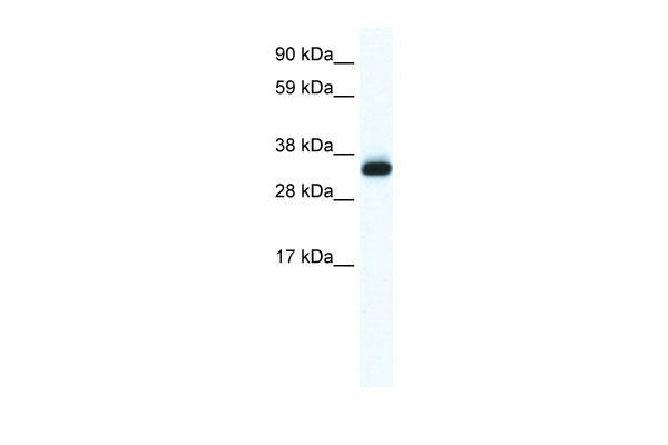 1 - ANXA5 antibody - N-terminal region AI11019