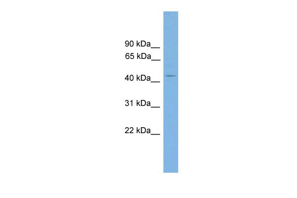 1 - Alx4 antibody - middle region AI11036