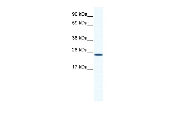 1 - ARNTL antibody - N-terminal region AI11037