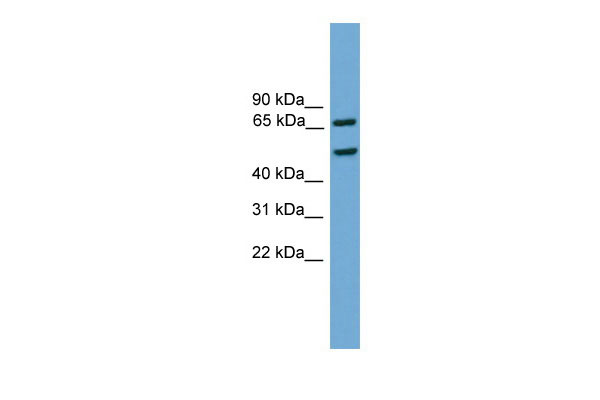 1 - Egr1 antibody - C-terminal region AI11043