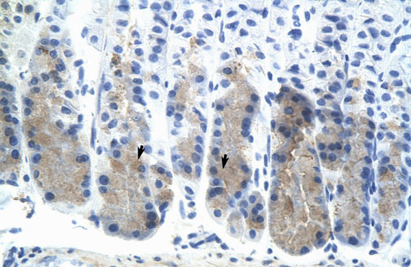 2 - Elf3 antibody - N-terminal region AI11046