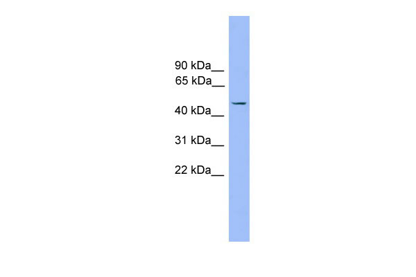 1 - Foxj1 antibody - middle region AI11053