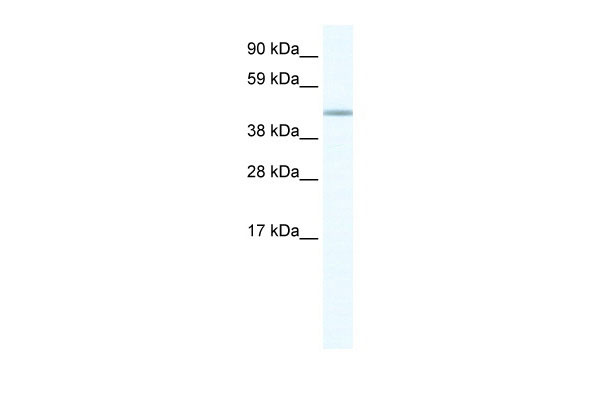1 - FOXD1 antibody - N-terminal region AI11054