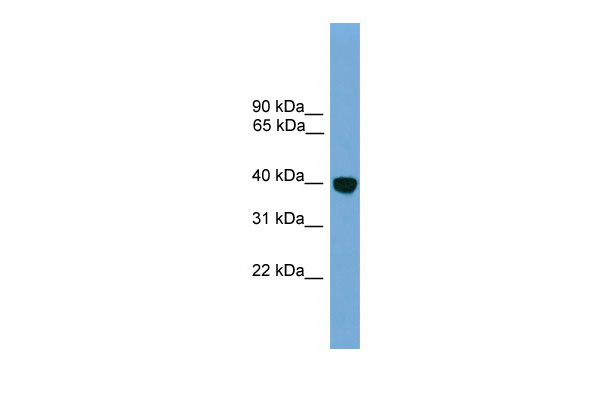 1 - Klf2 antibody - N-terminal region AI11063