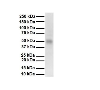 1 - Pias2 antibody - C-terminal region AI11070