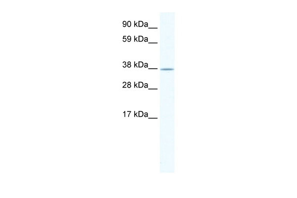 1 - NKX2-3 antibody - middle region AI11073