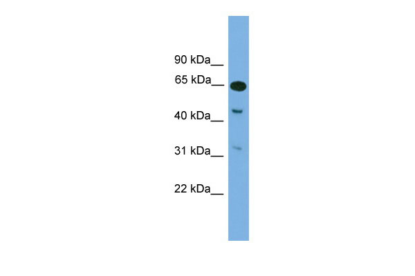 1 - Npas1 antibody - middle region AI11074