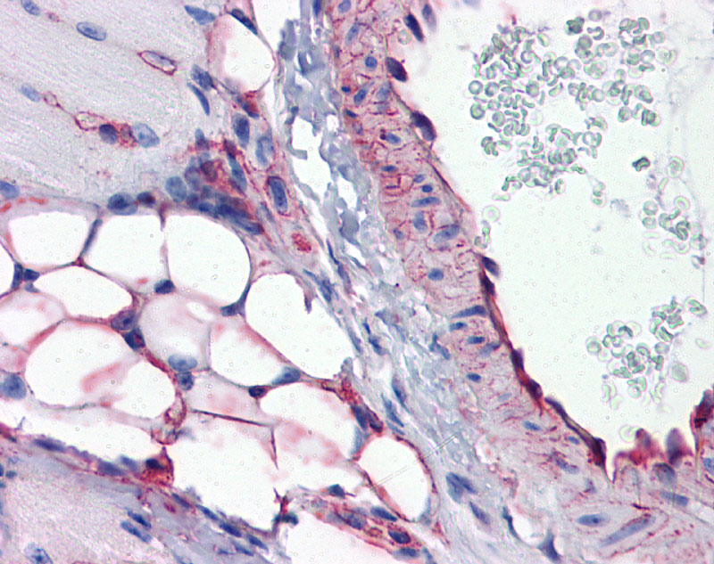 2 - PTRF antibody - middle region AI11078