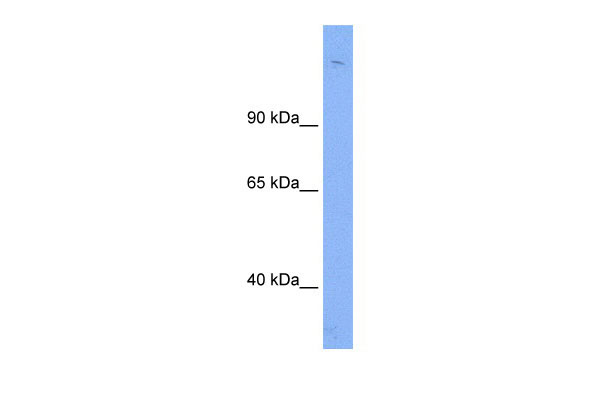 1 - Sin3b antibody - N-terminal region AI11083