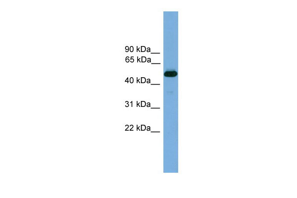 1 - Thrb antibody - N-terminal region AI11091
