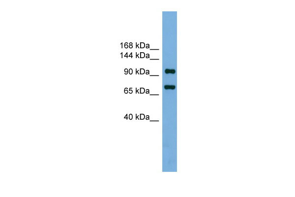 1 - Ttf1 antibody - N-terminal region AI11093