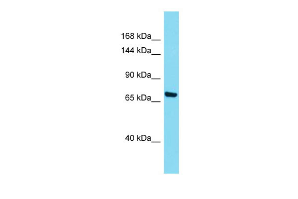 1 - Itsn1 Antibody - middle region AI11119