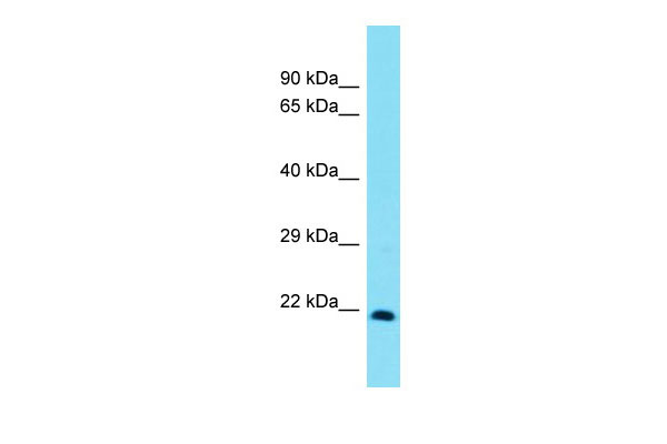 1 - Msx3 Antibody - C-terminal region AI11127
