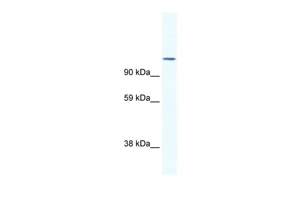 1 - NFATC2 antibody - N-terminal region AI11130