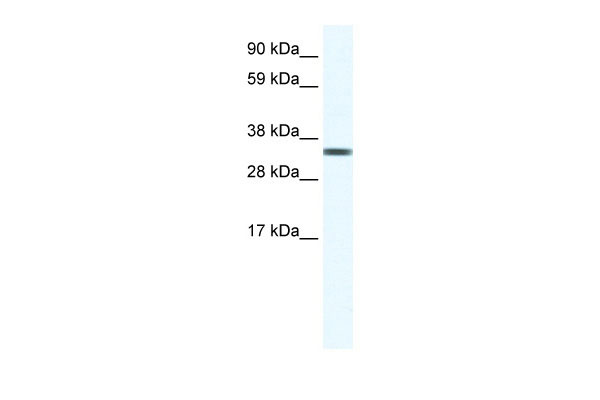 1 - TCEA1 antibody - middle region AI11139