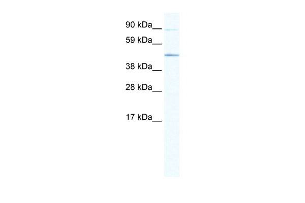 1 - SITPEC antibody - middle region AI11145
