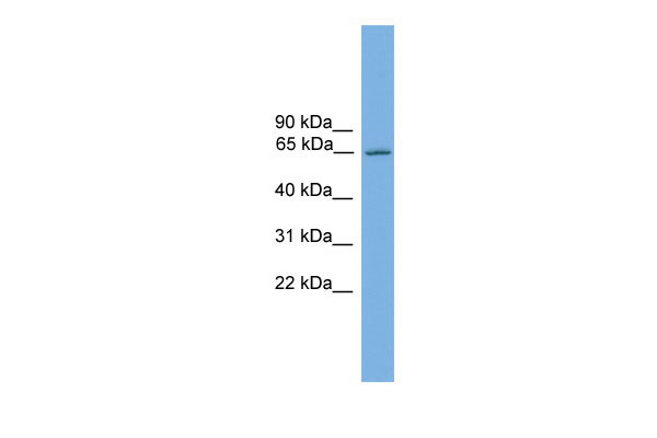 1 - Nr4a3 antibody - C-terminal region AI11152
