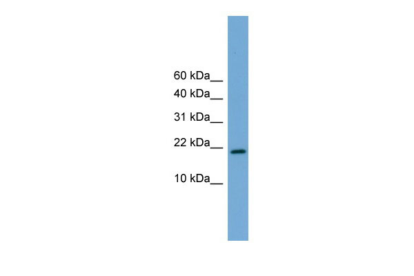 1 - Cited4 antibody - middle region AI11164