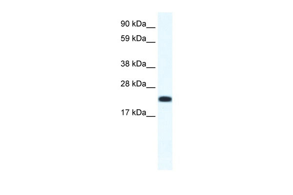1 - CITED4 antibody - N-terminal region AI11165