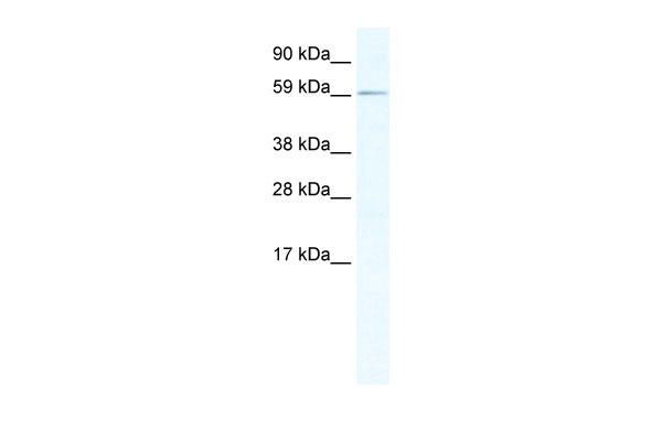 1 - RBM14 antibody - N-terminal region AI11171