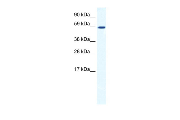 1 - TAF1B antibody - C-terminal region AI11175