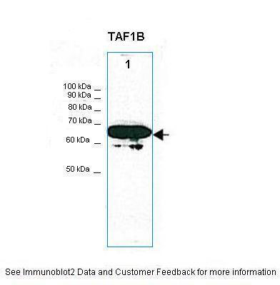 1 - TAF1B antibody - C-terminal region AI11175