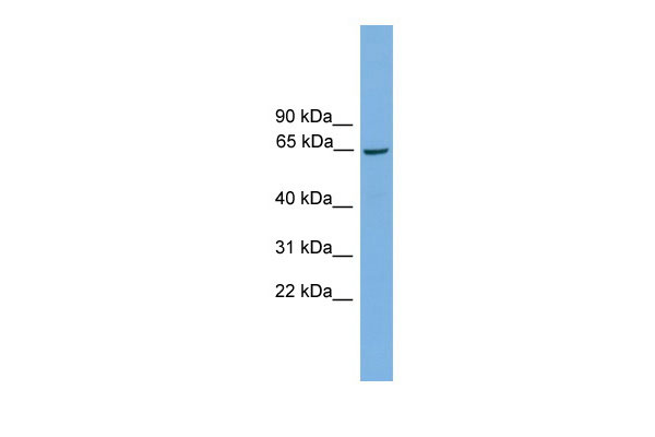 1 - Taf1b antibody - middle region AI11176