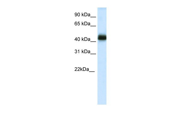 1 - NKX2-4 antibody - C-terminal region AI11184