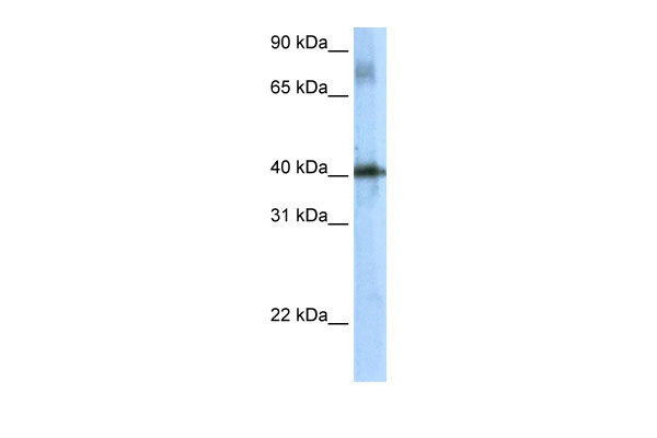 1 - Tsc22d4 antibody - N-terminal region AI11186