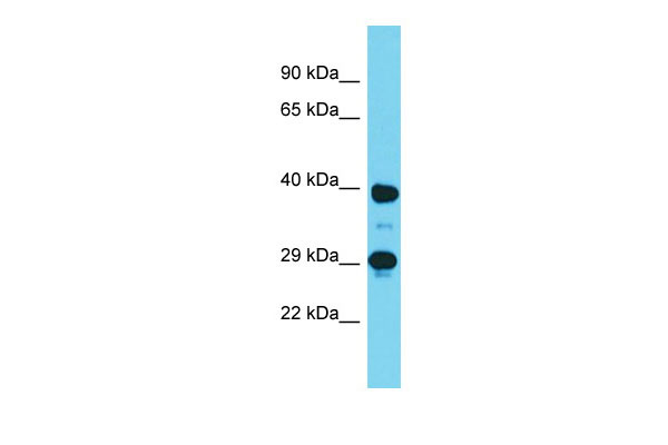 1 - Dmrtc2 Antibody - C-terminal region AI11201