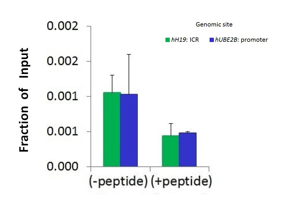 9 - SMARCA1 antibody - N-terminal region AI11216