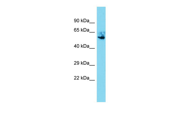 1 - Nr5a1 Antibody - C-terminal region AI11227