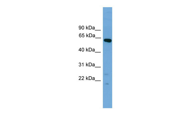 1 - Tbx22 antibody - N-terminal region AI11233