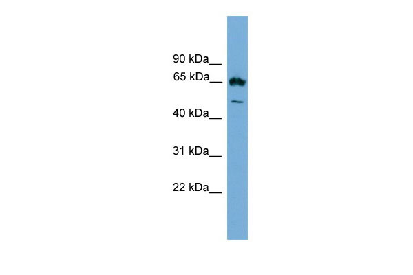 1 - Ebf4 antibody - middle region AI11236