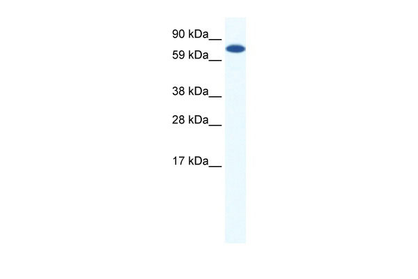 1 - CBFA2T2H antibody - middle region AI11245