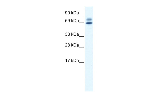 1 - ZBTB38 antibody - N-terminal region AI11252