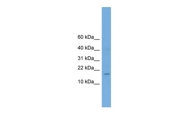 1 - A830053O21Rik antibody - middle region AI11254