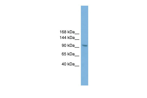 1 - Zhx3 antibody - C-terminal region AI11255