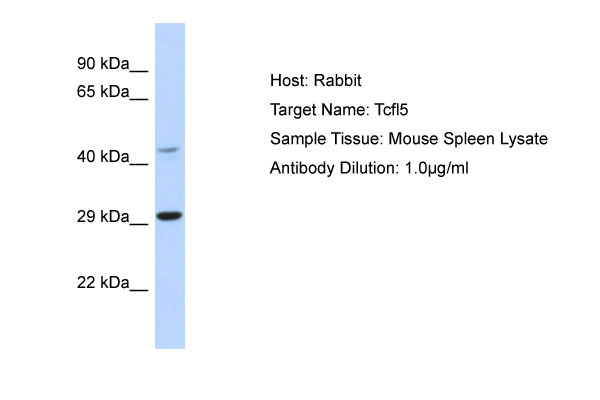 1 - Tcfl5 Antibody - N-terminal region AI11258