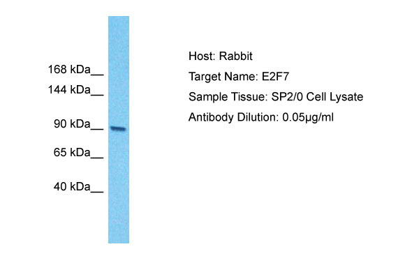 1 - E2f7 antibody - N-terminal region AI11260