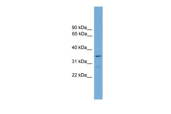 1 - Foxi2 antibody - C-terminal region AI11271
