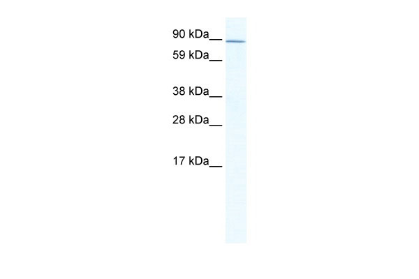 1 - ZHX2 antibody - C-terminal region AI11282