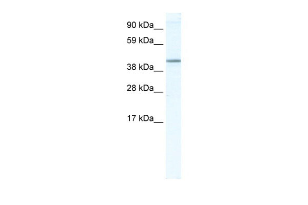 1 - NR1H5 antibody - N-terminal region AI11284