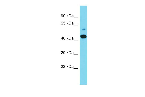 1 - Maml2 Antibody - C-terminal region AI11295